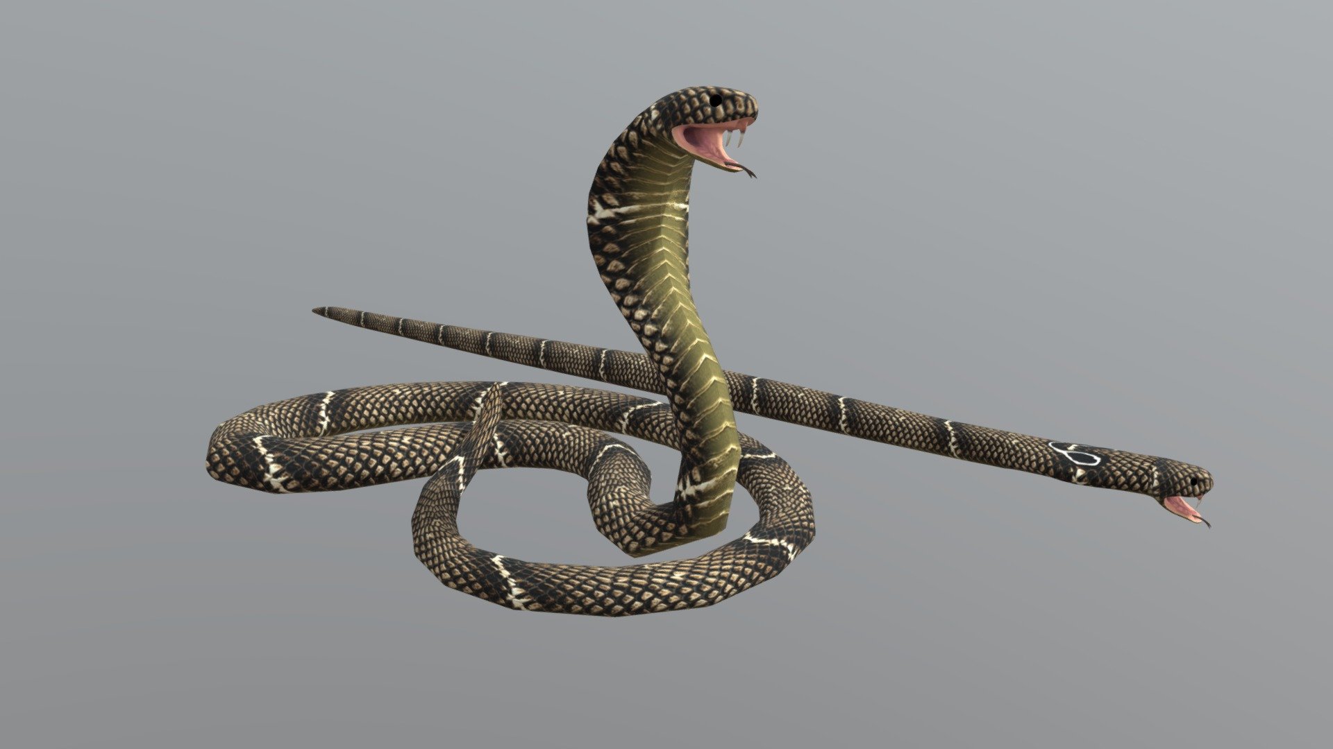 Detail 3d King Cobra Snake Wallpaper Nomer 32