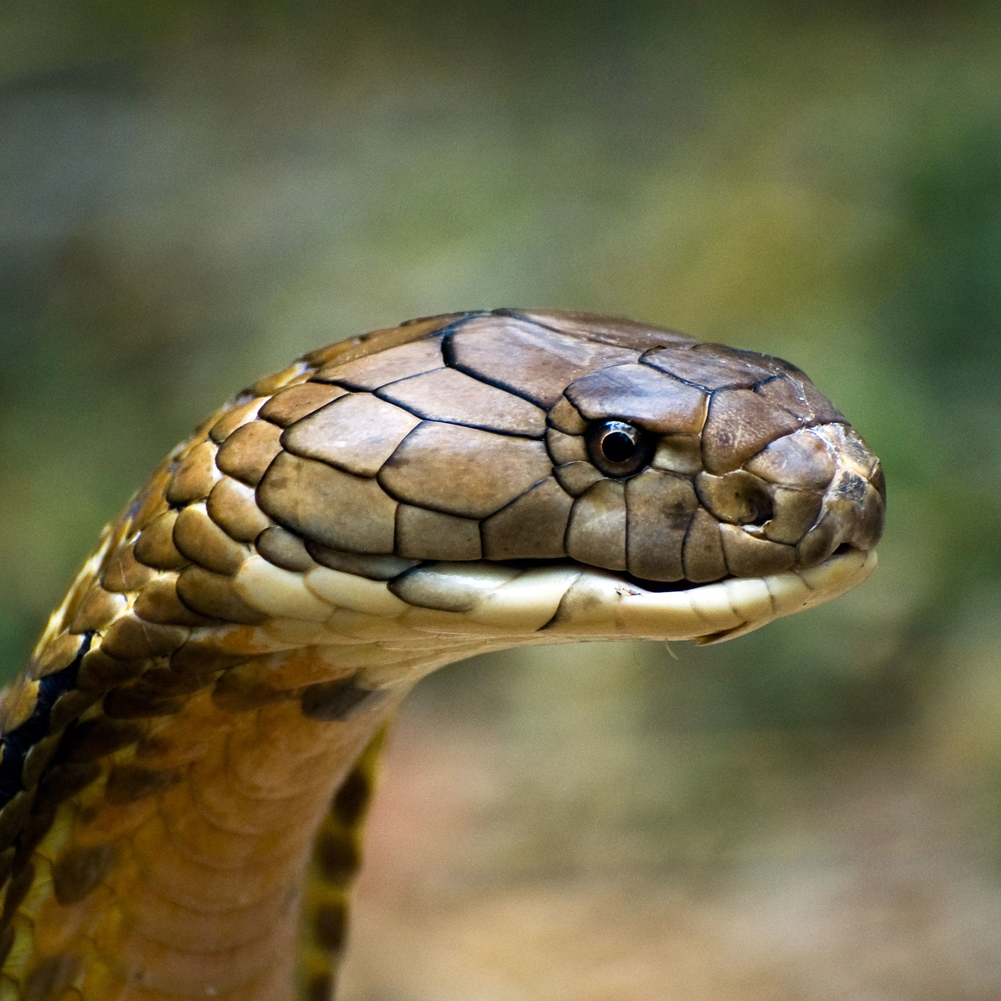 Detail 3d King Cobra Snake Wallpaper Nomer 39