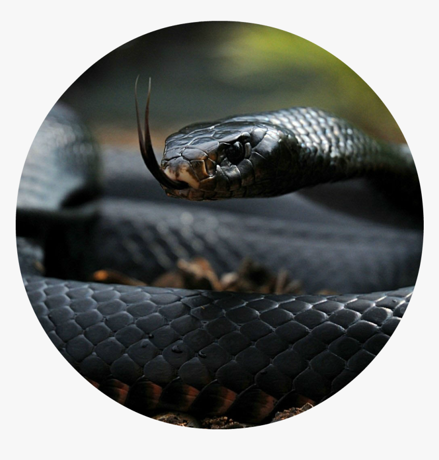 Detail 3d King Cobra Snake Wallpaper Nomer 40