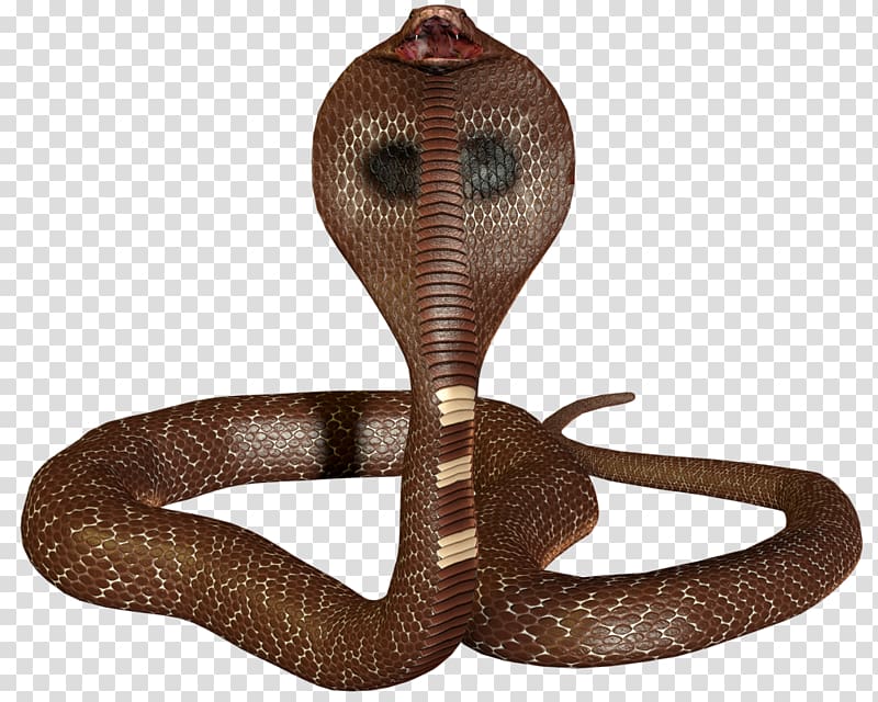 Detail 3d King Cobra Snake Wallpaper Nomer 10