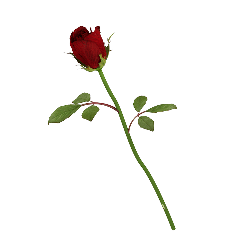 Detail 3d Rose Image Nomer 29