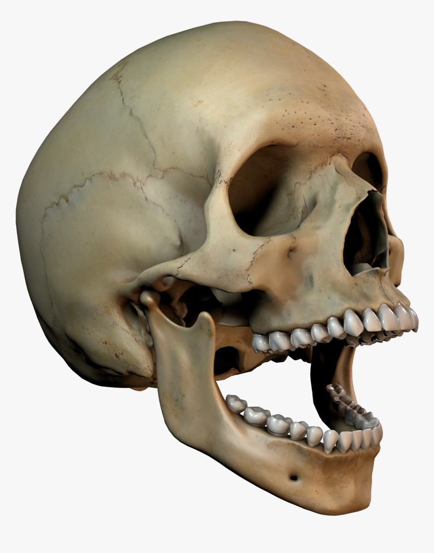 3d Skull Png - KibrisPDR