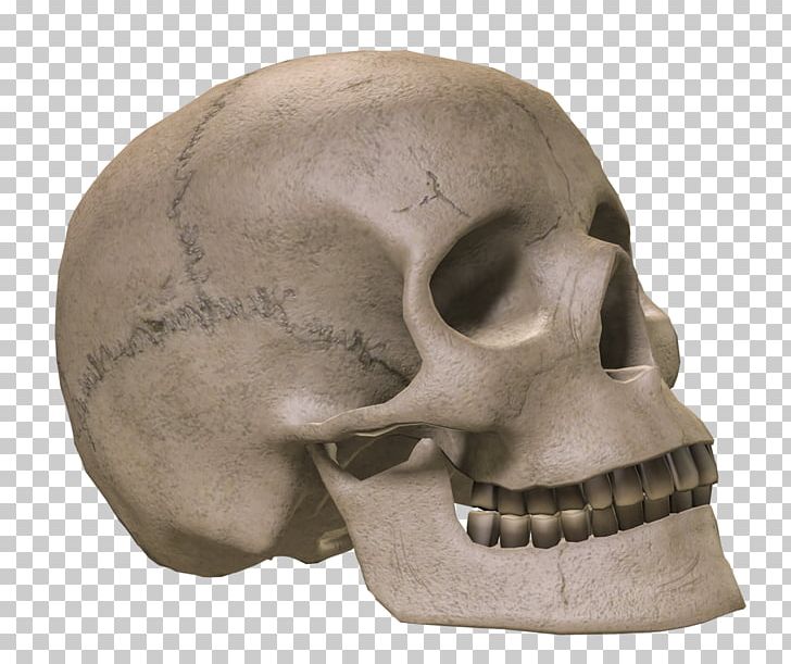 Detail 3d Skull Png Nomer 22