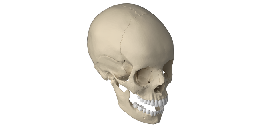 Detail 3d Skull Png Nomer 33