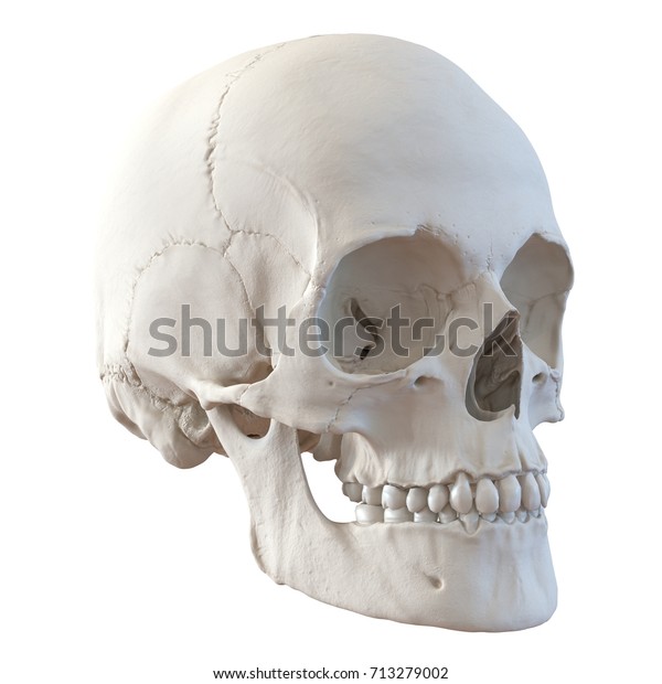 Detail 3d Skull Png Nomer 56