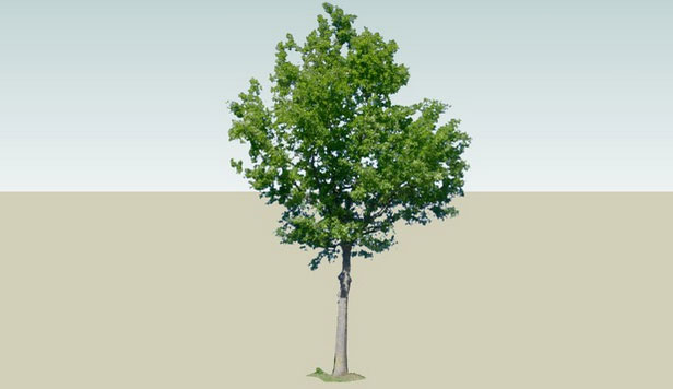 Detail 3d Tree Sketchup Nomer 16