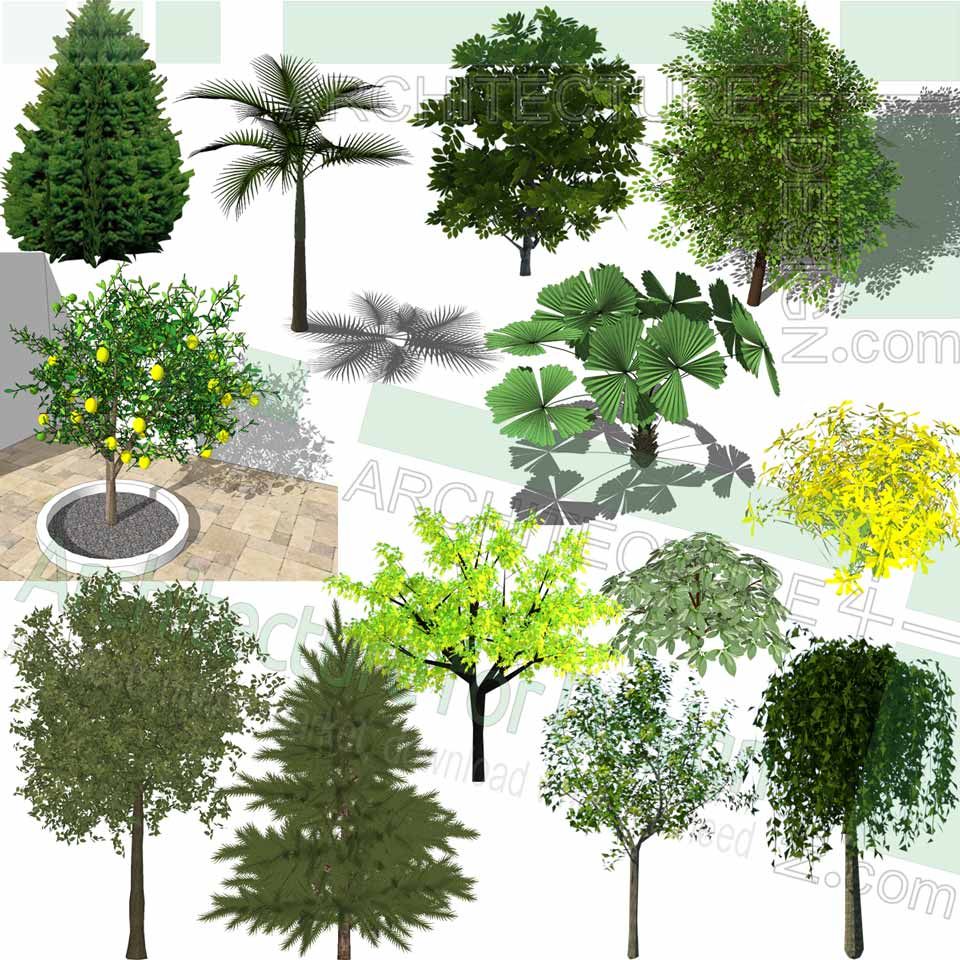 Detail 3d Tree Sketchup Nomer 19