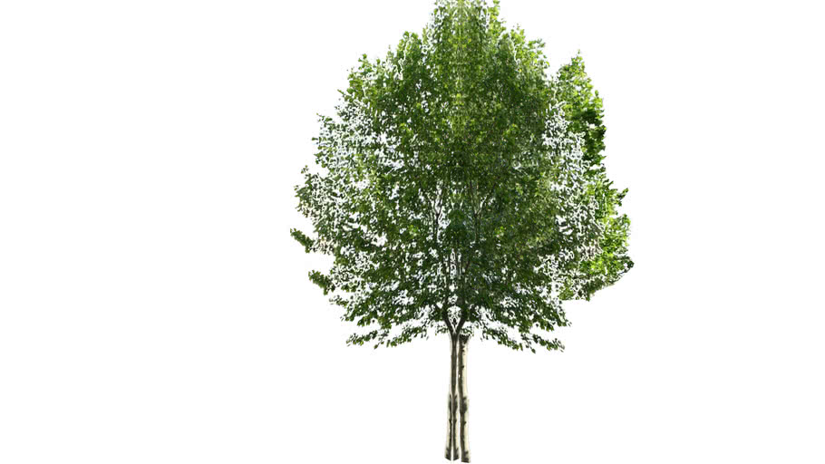 Detail 3d Tree Sketchup Nomer 3