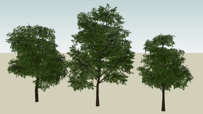 Detail 3d Tree Sketchup Nomer 28