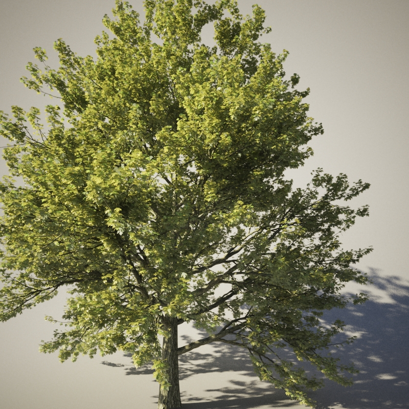 Detail 3d Tree Sketchup Nomer 39