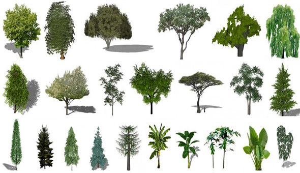 Detail 3d Tree Sketchup Nomer 58