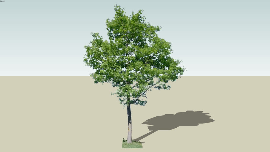 Detail 3d Tree Sketchup Nomer 8