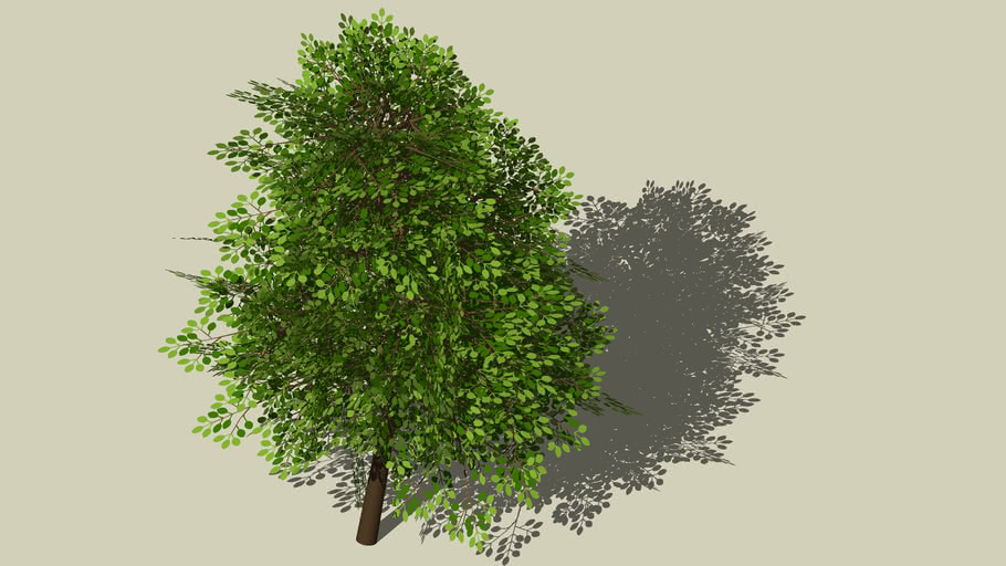 Detail 3d Tree Sketchup Nomer 10