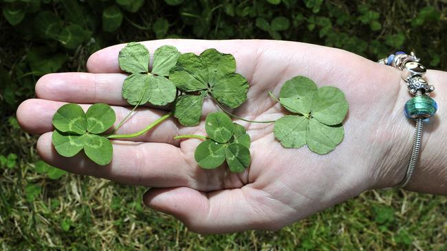 Detail 4 Leaf Clover Pics Nomer 37