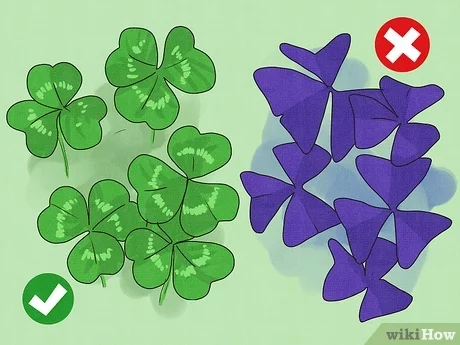 Detail 4 Leaf Clover Pics Nomer 40