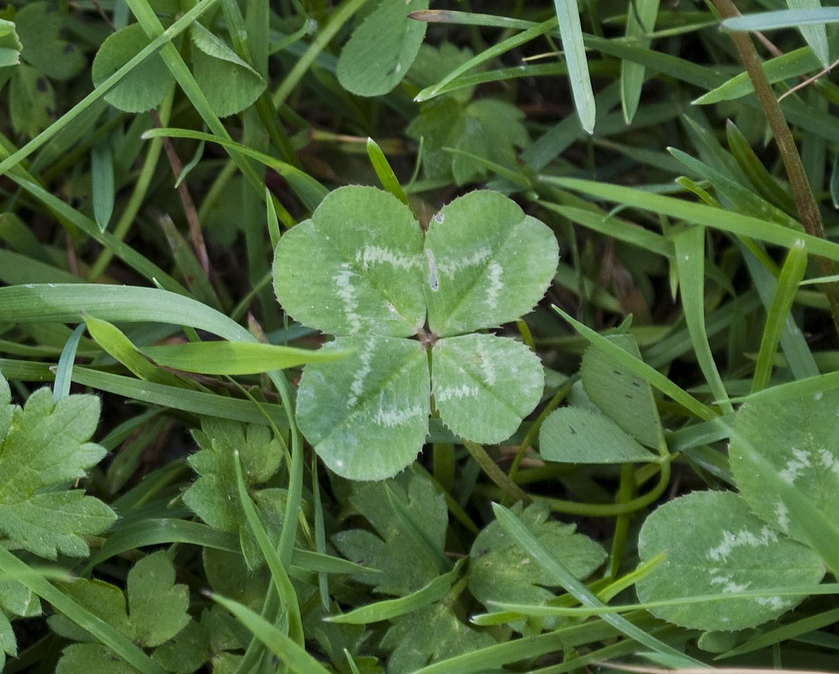 Detail 4 Leaf Clover Pics Nomer 5