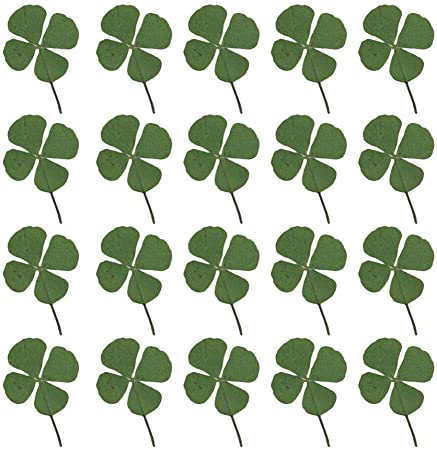 Detail 4 Leaf Clover Pics Nomer 58