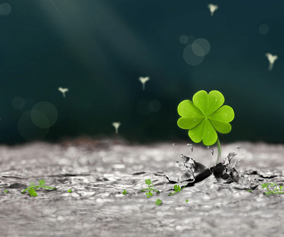 Detail 4 Leaf Clover Wallpapers Nomer 14