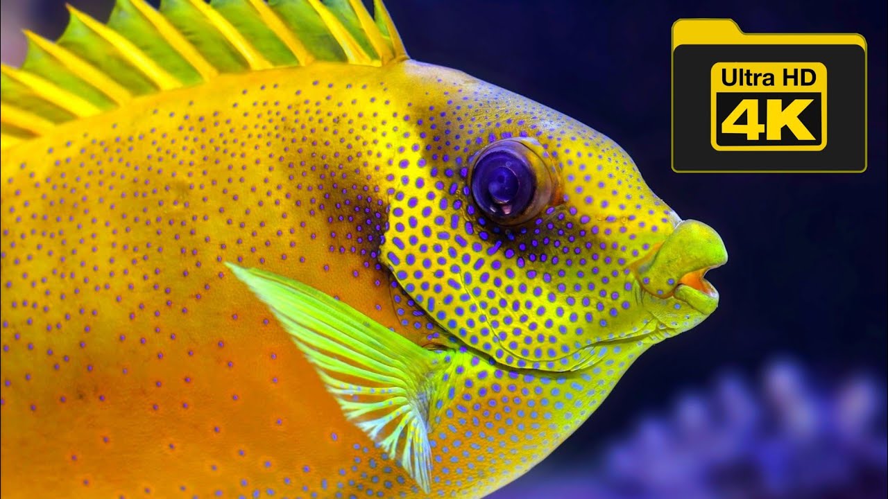 Detail 4k Fish Image Nomer 59