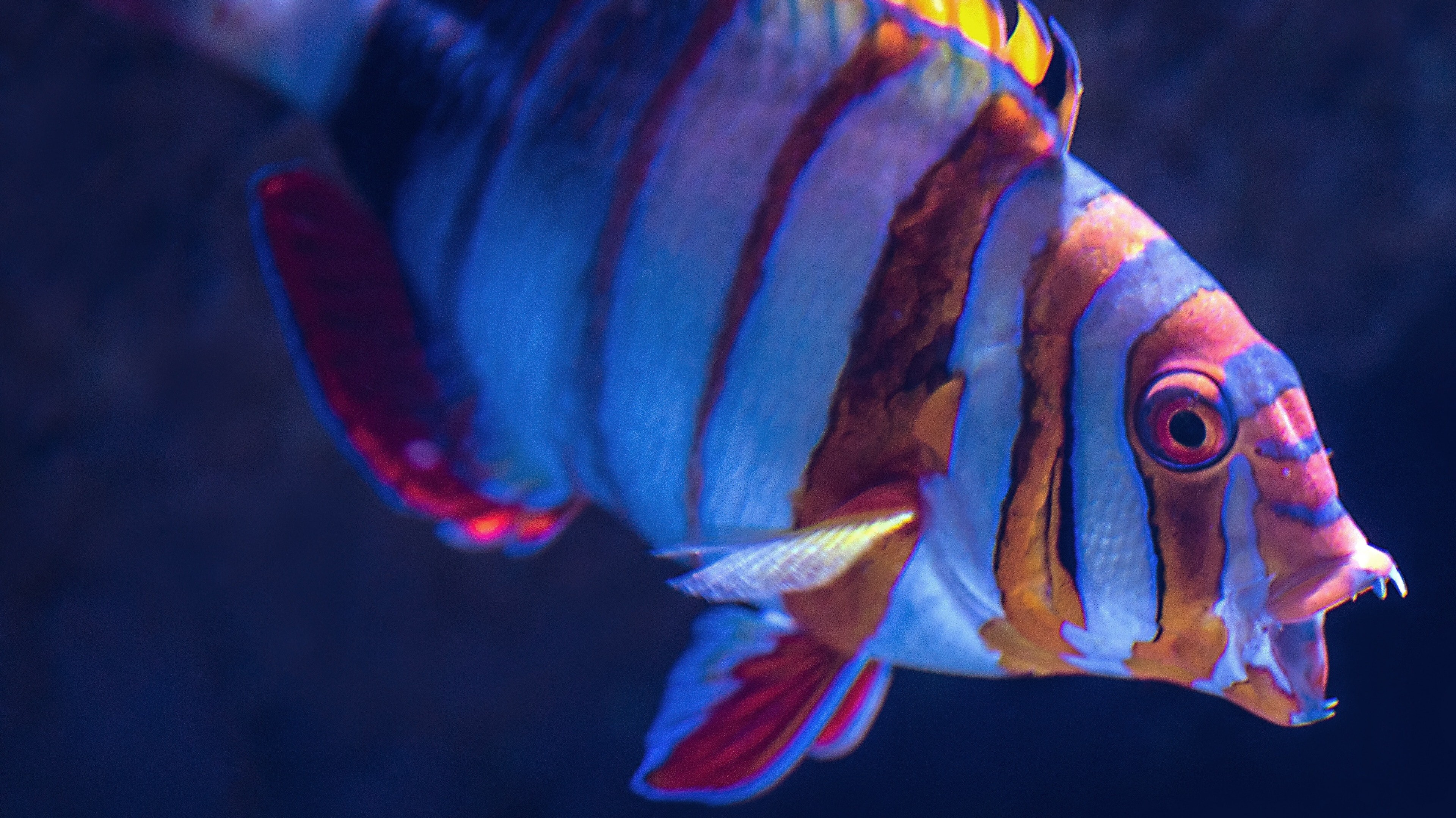 Detail 4k Fish Images Nomer 38