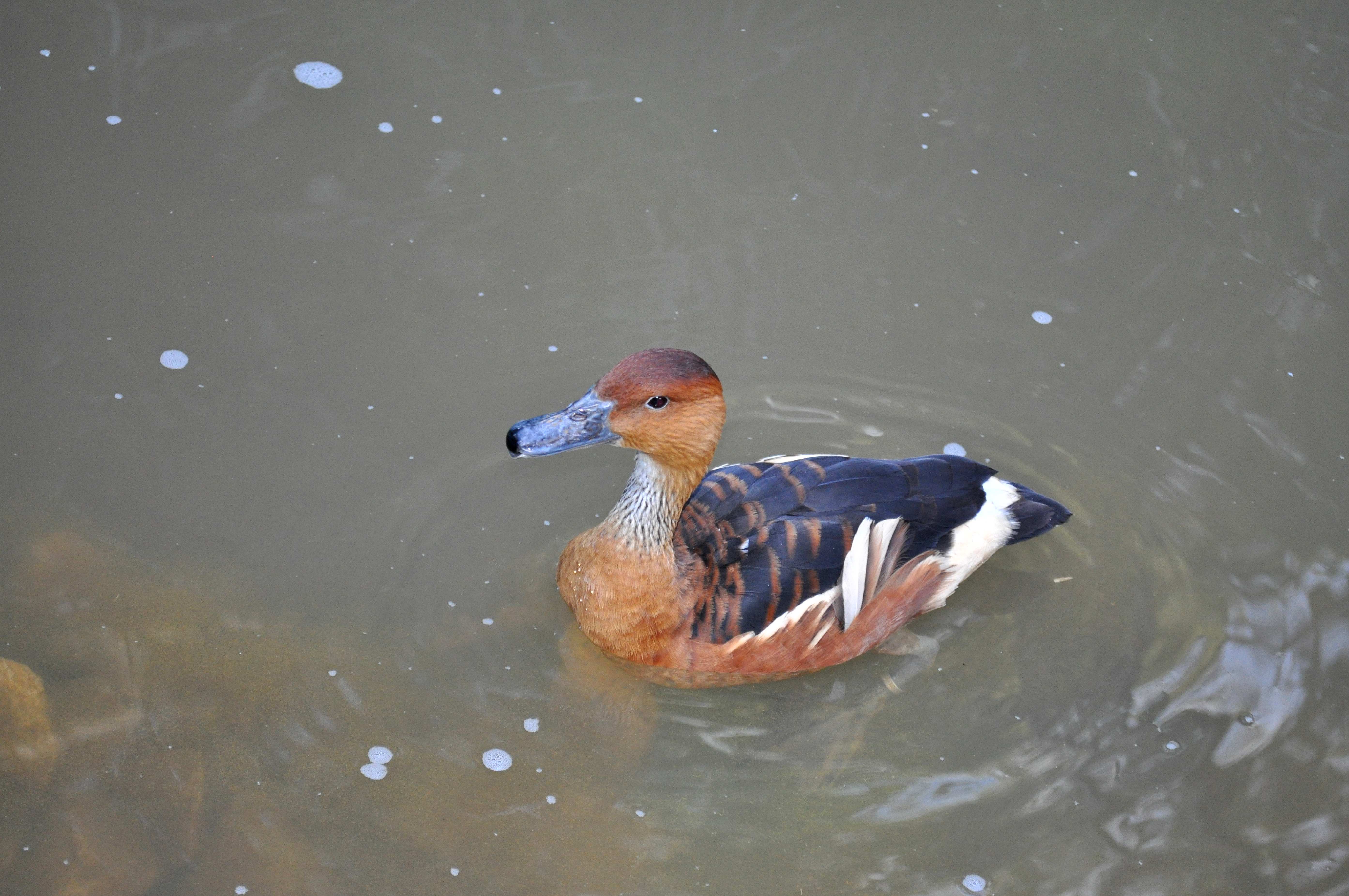 Download 5 Bebek Kecil Berenang Nomer 19