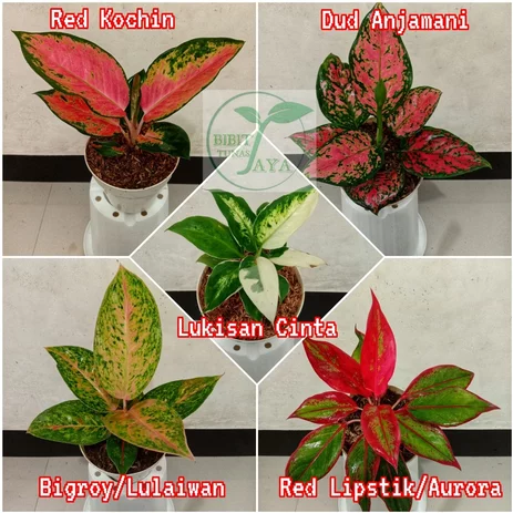 Detail 5 Gambar Daun Lukisan Gambar Daun Nomer 40