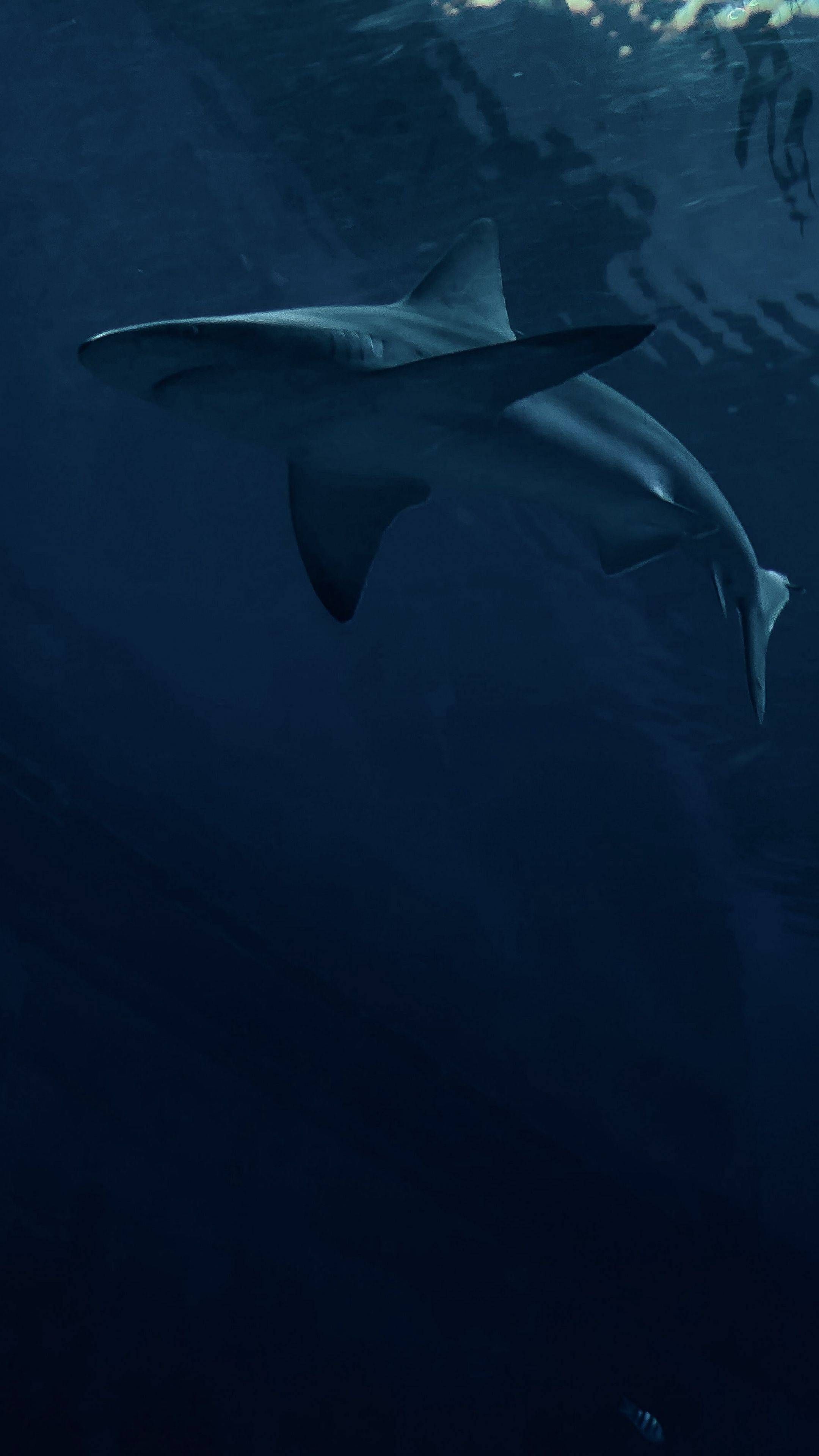 Detail 69 Shark Wallpaper Nomer 31
