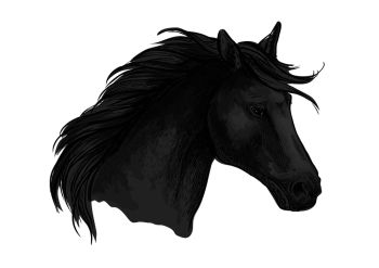 Detail Friesian Horse Head Drawing Nomer 10