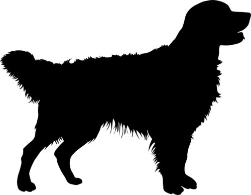 Detail Golden Retriever 5 Monate Nomer 8