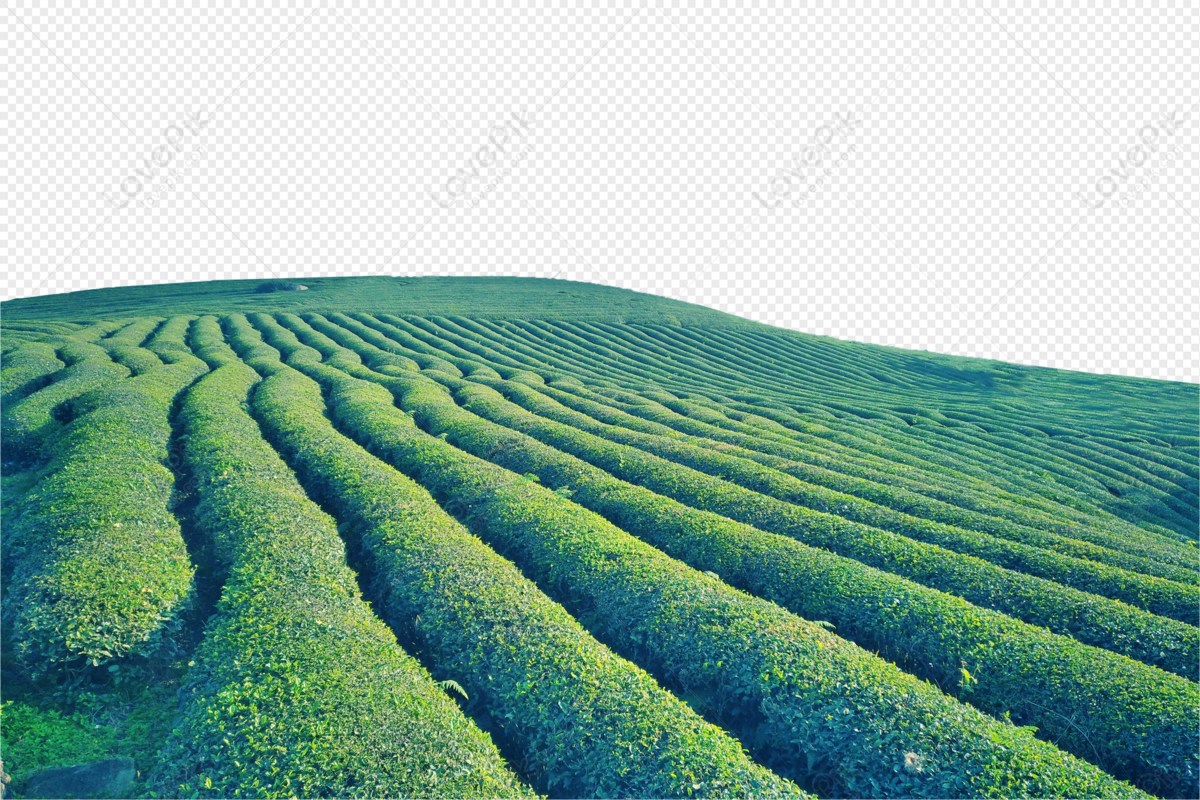 Detail Green Field Texture Nomer 12