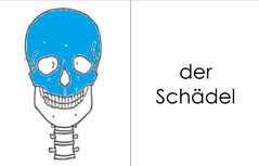 Detail Skelett Beschriftet Deutsch Nomer 26