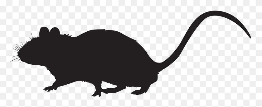 Detail Wombat Rat Nomer 19
