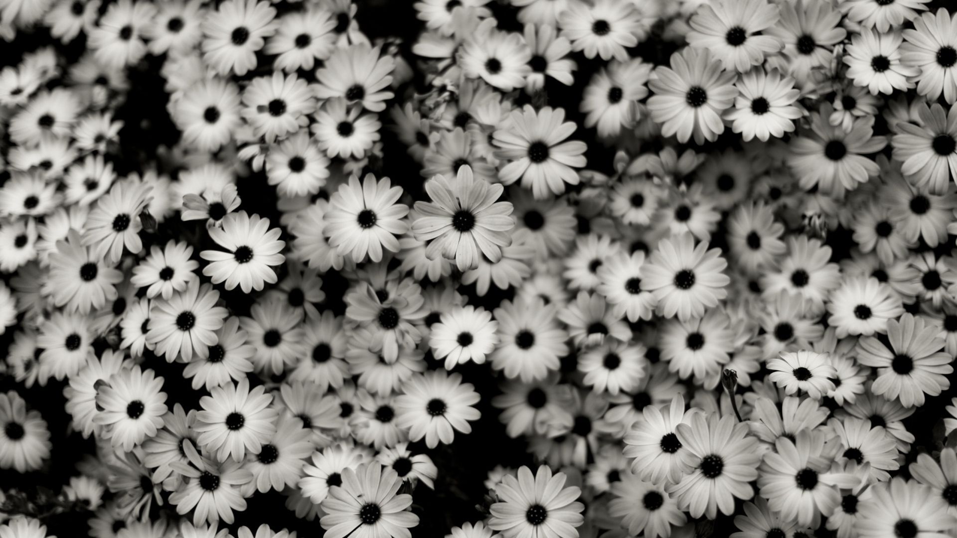 Detail Background Black And White Hd Nomer 41