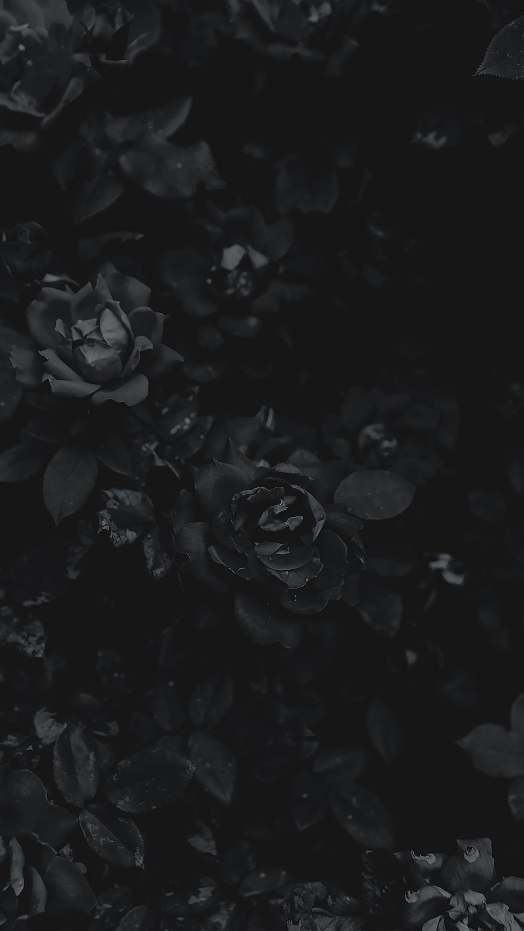 Detail Background Black Flower Nomer 4