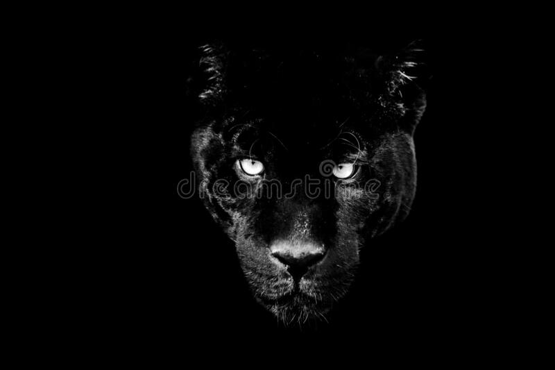 Detail Background Black Panther Nomer 36