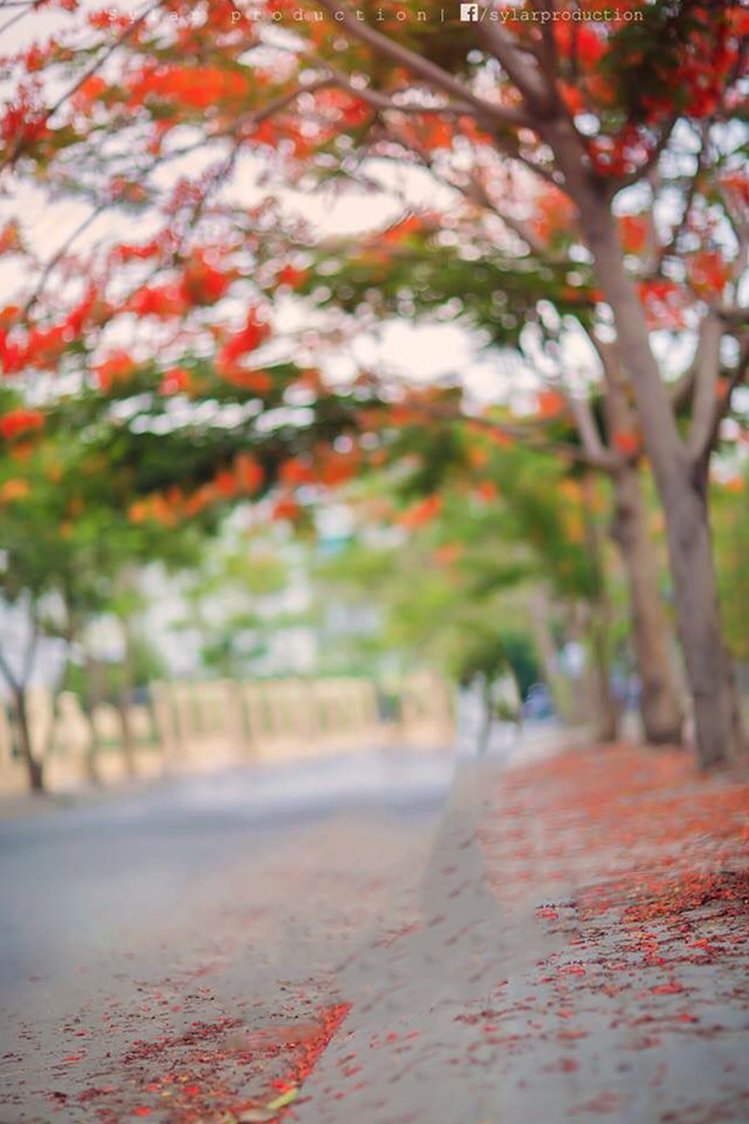 Detail Background Blur Keren Nomer 48