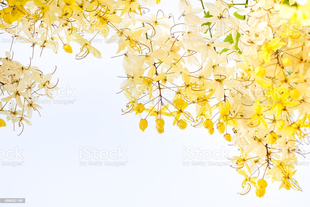 Detail Background Bunga Kuning Nomer 43
