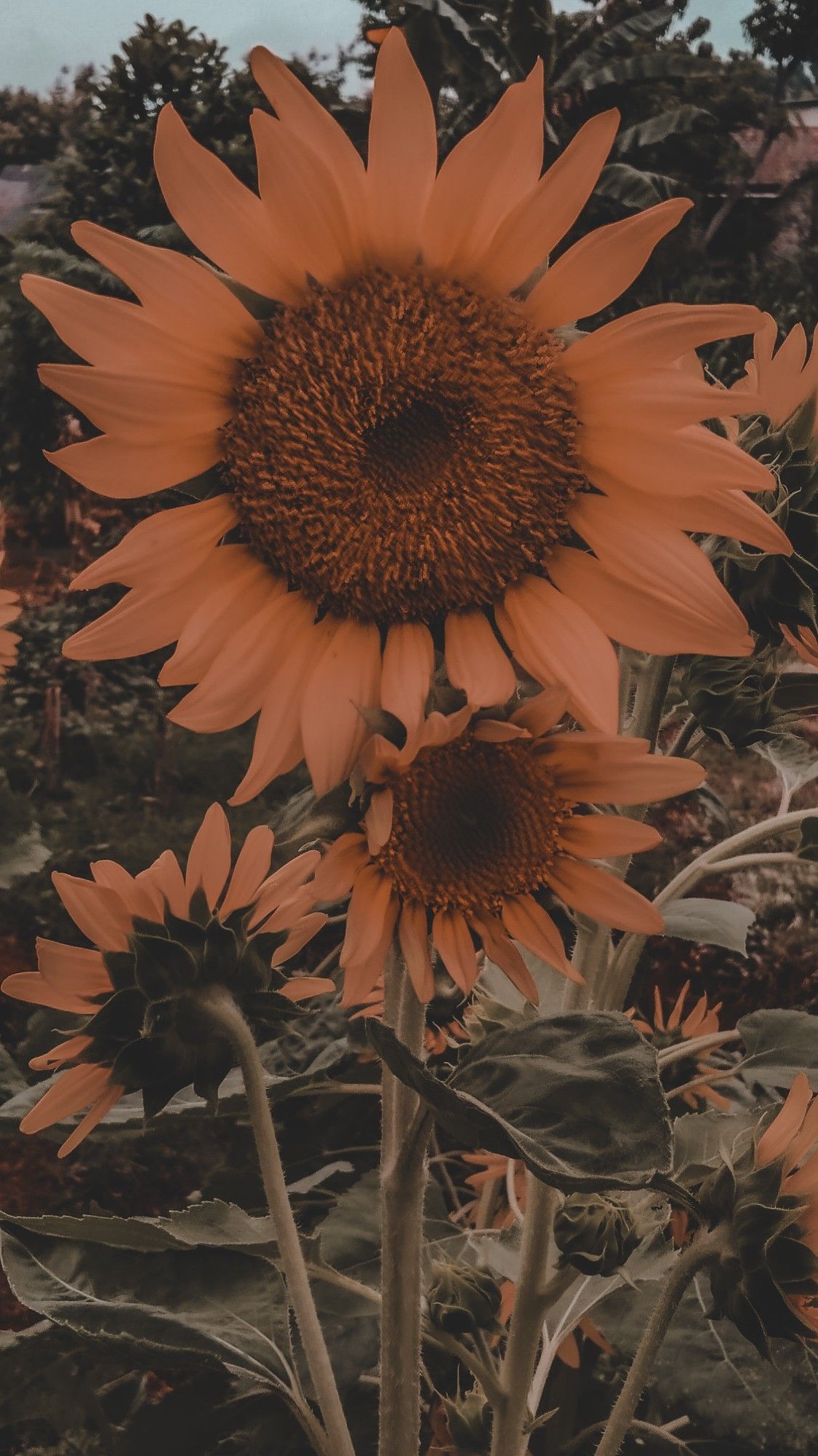 Detail Background Bunga Matahari Nomer 13