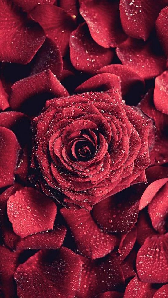 Detail Background Bunga Mawar Merah Nomer 7