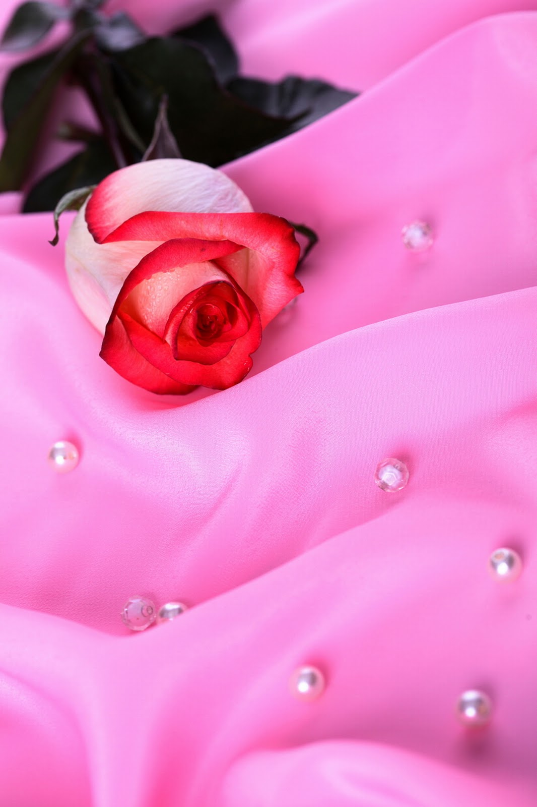 Detail Background Bunga Mawar Pink Nomer 45