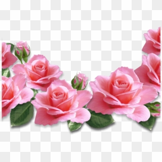 Detail Background Bunga Mawar Pink Nomer 10