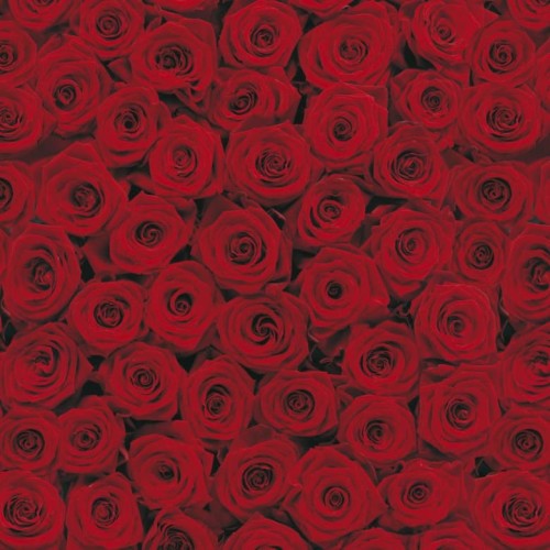 Detail Background Bunga Merah Nomer 43
