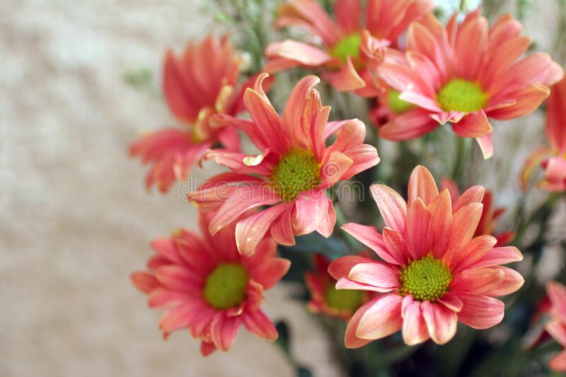Detail Background Bunga Peach Nomer 19