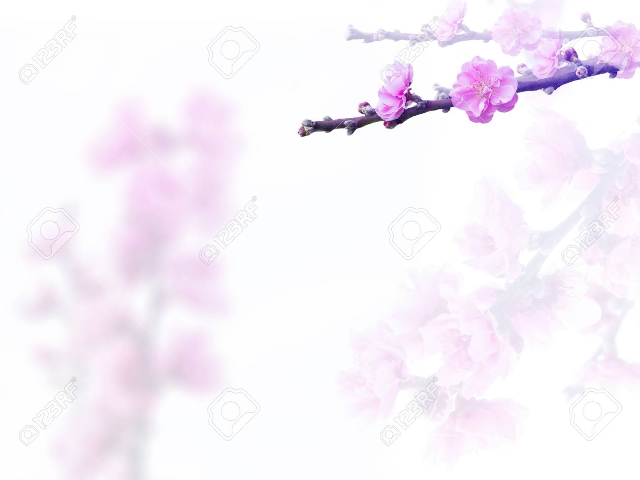 Detail Background Bunga Peach Nomer 36