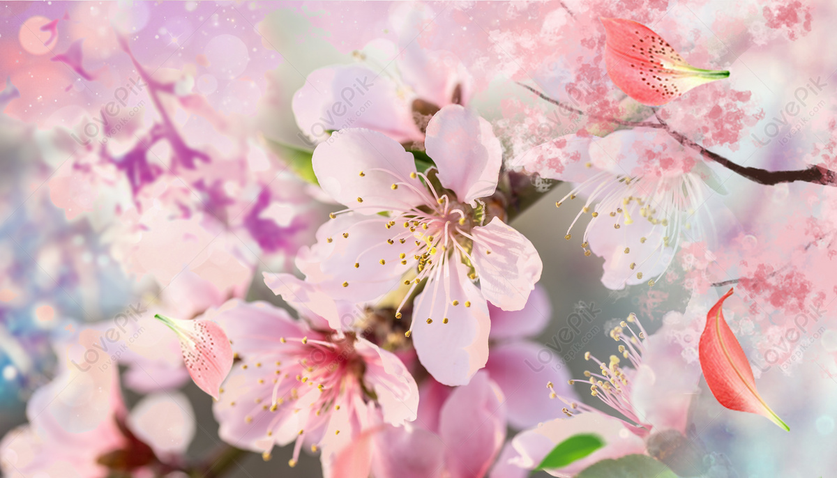 Detail Background Bunga Peach Nomer 58