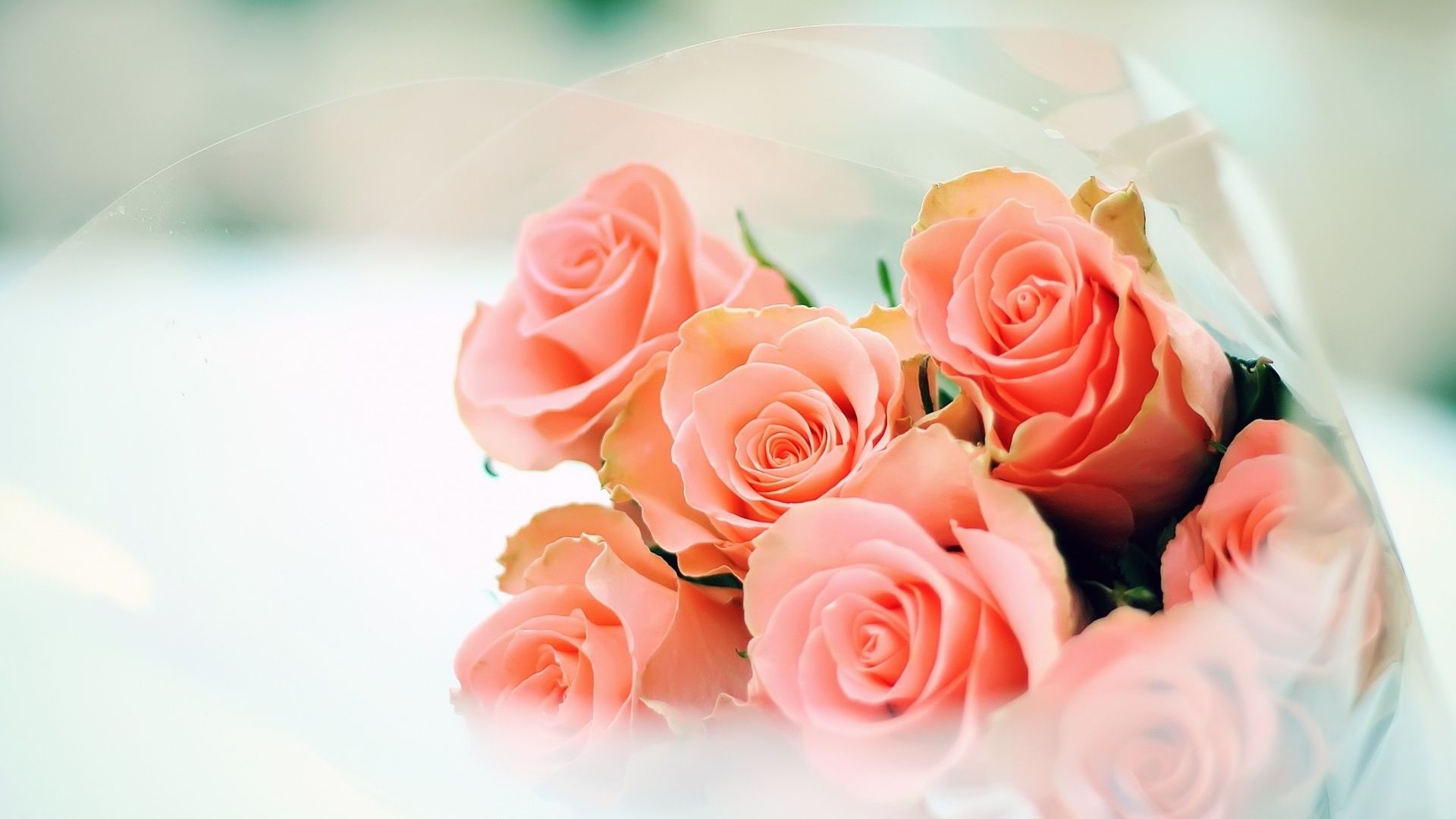 Detail Background Bunga Peach Nomer 10