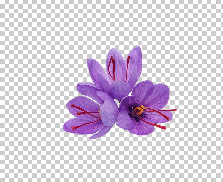 Detail Background Bunga Saffron Nomer 2
