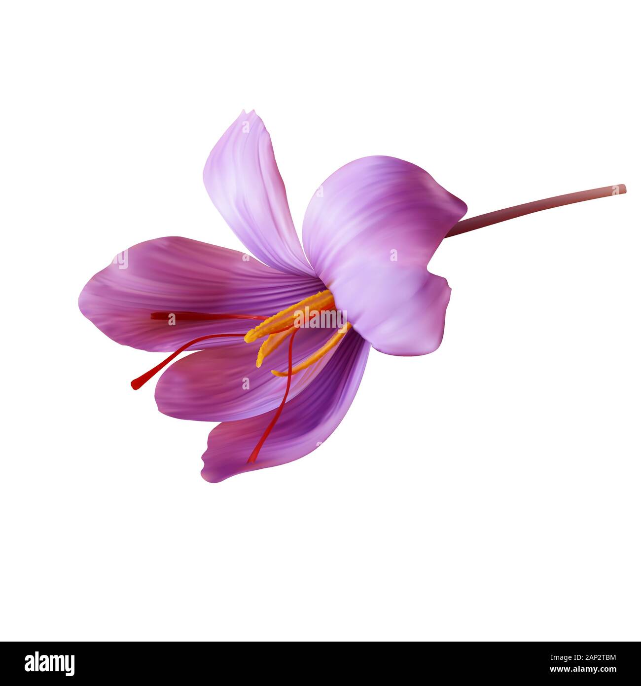 Detail Background Bunga Saffron Nomer 13