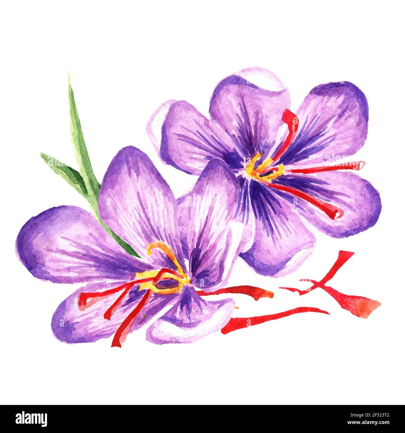 Detail Background Bunga Saffron Nomer 14