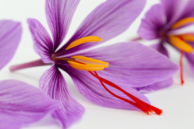 Detail Background Bunga Saffron Nomer 16